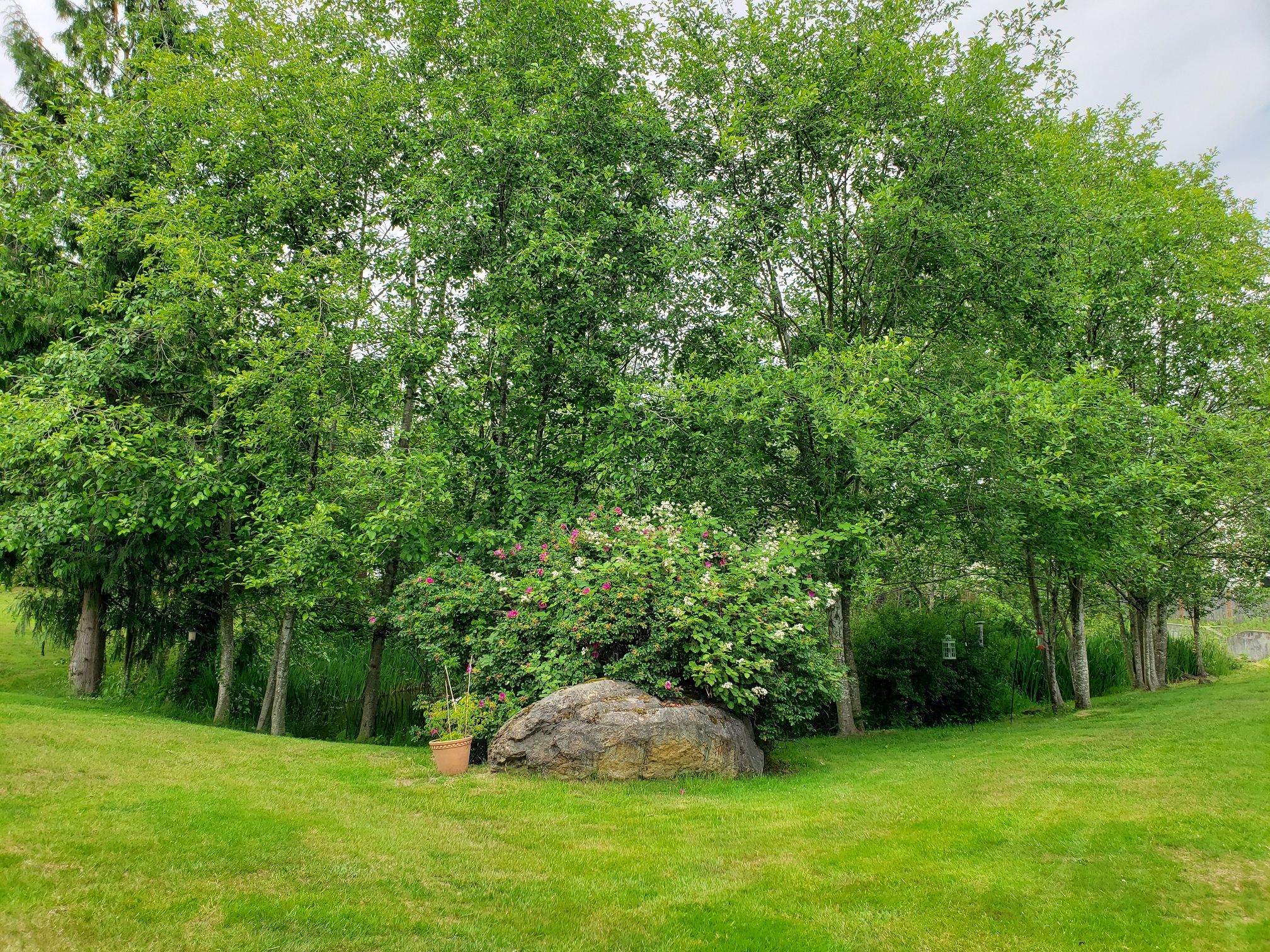 Beautiful trees near Evergreen Cottages